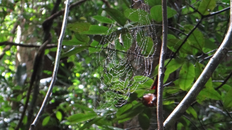 Шри Ланка на автобусе, август 2015 года, как её увидели мы.