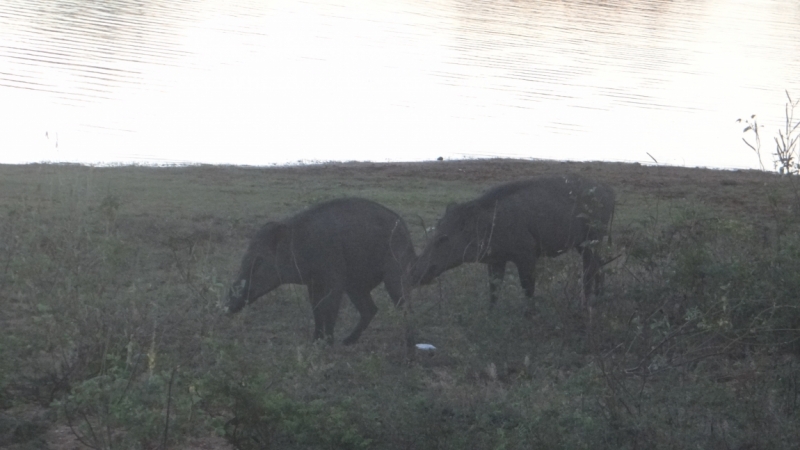 Шри Ланка на автобусе, август 2015 года, как её увидели мы.