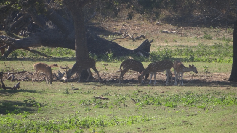 Шри Ланка на автобусе, август 2015 года, как её увидели мы.