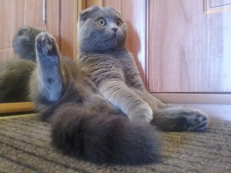 Поговорим о кошках35