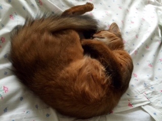 Поговорим о кошках35