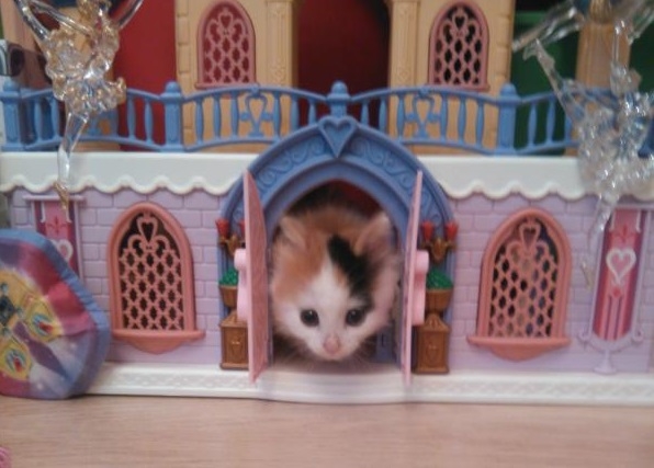 Поговорим о кошках35