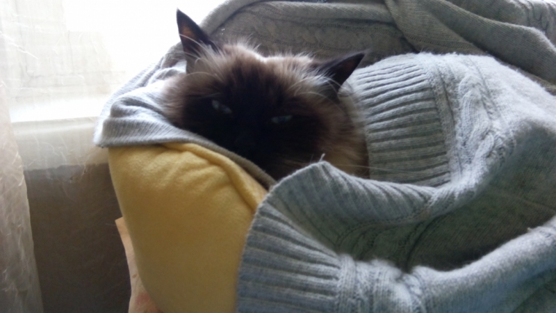 Поговорим о кошках35