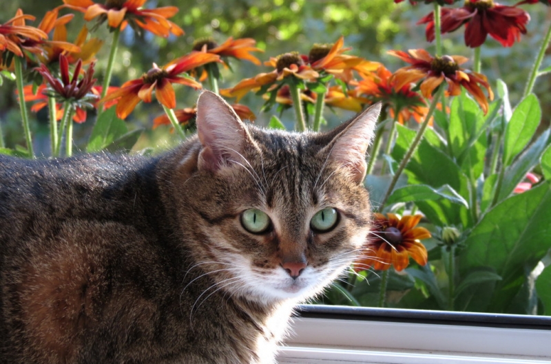 Поговорим о кошках35