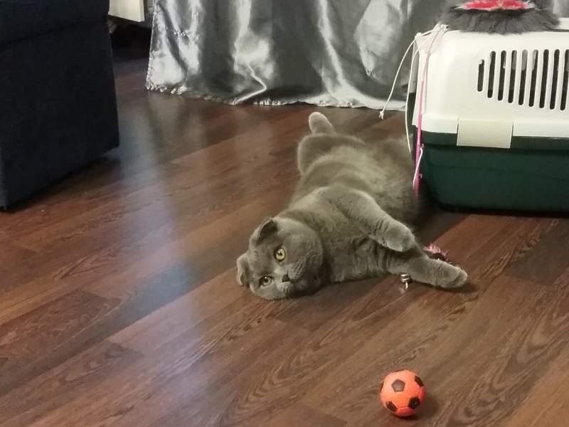 Поговорим о кошках35