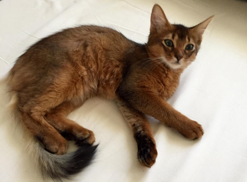 Поговорим о кошках35