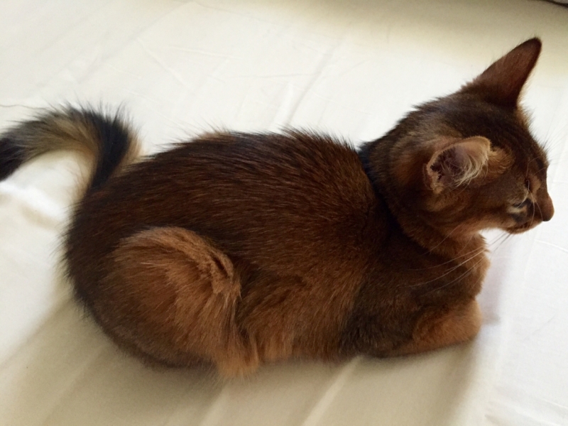 Поговорим о кошках35