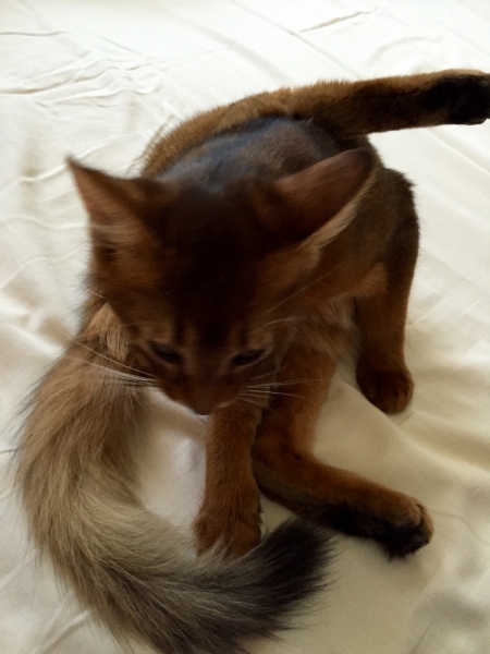 Поговорим о кошках35