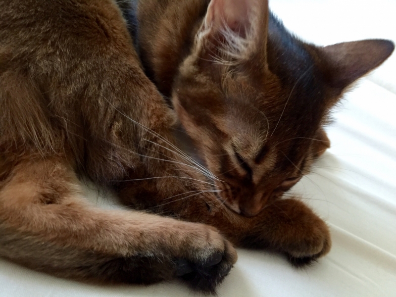 Поговорим о кошках35