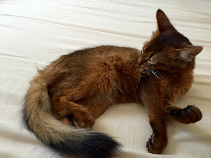 Поговорим о кошках35