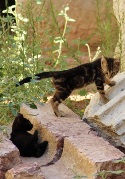 Андалусия июль 2015. Планы и результаты (с фото))