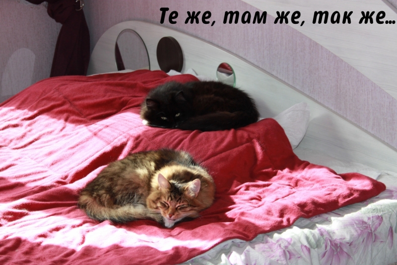 Поговорим о кошках35