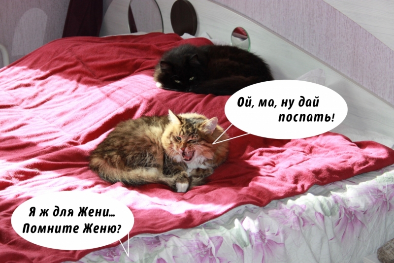 Поговорим о кошках35