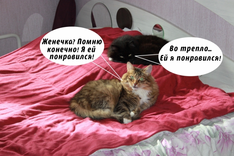 Поговорим о кошках35