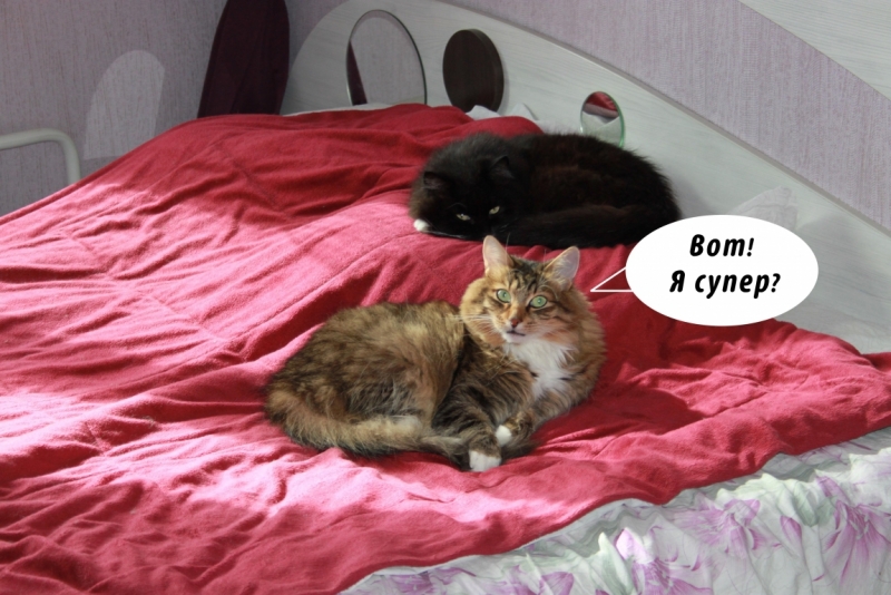 Поговорим о кошках35