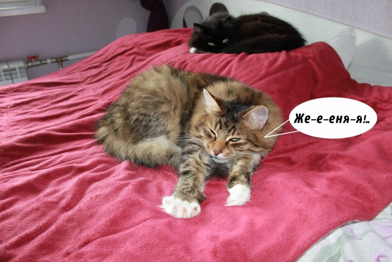 Поговорим о кошках35