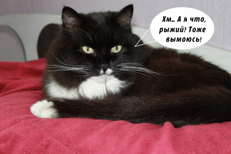 Поговорим о кошках35