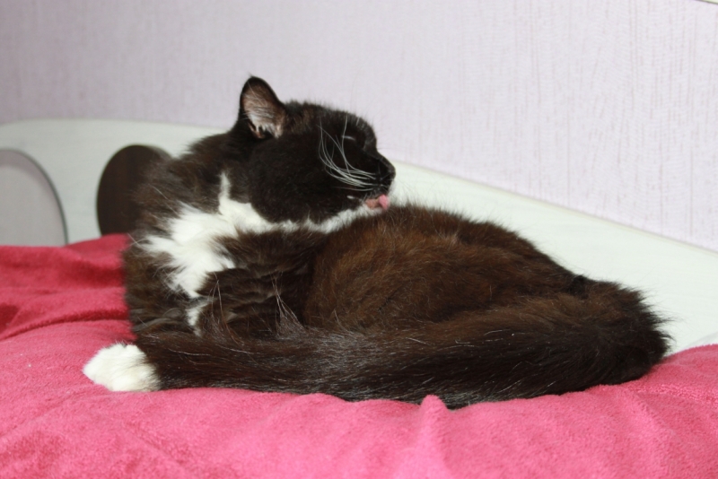 Поговорим о кошках35