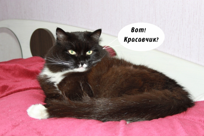 Поговорим о кошках35