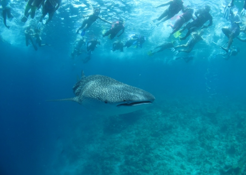 Dhigurah Island, TME Retreats, август 2015