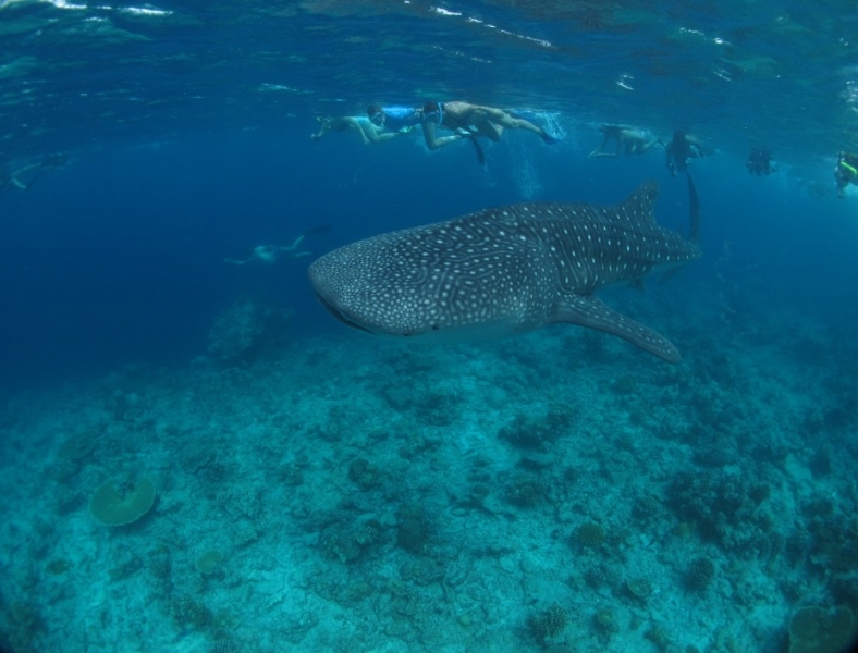 Dhigurah Island, TME Retreats, август 2015