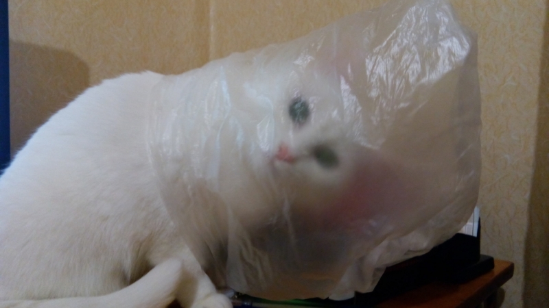 Поговорим о кошках35