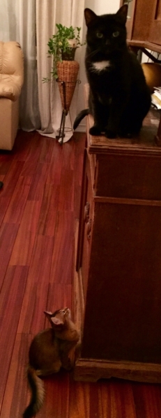 Поговорим о кошках35