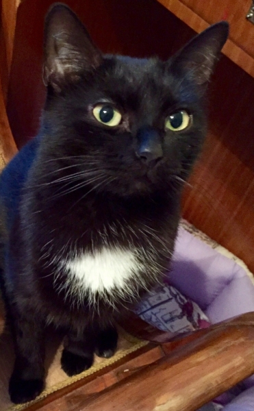 Поговорим о кошках35