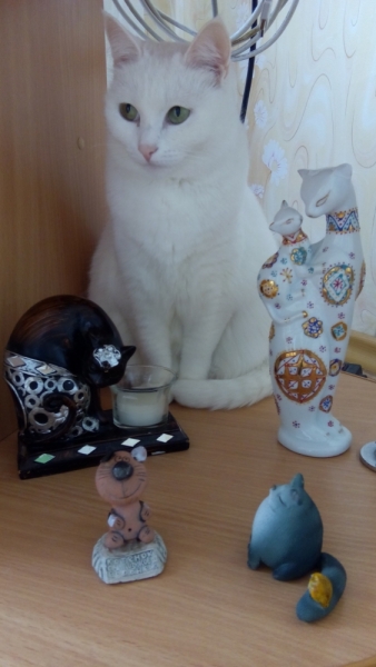 Поговорим о кошках35