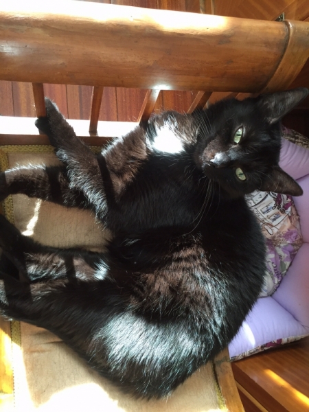 Поговорим о кошках35