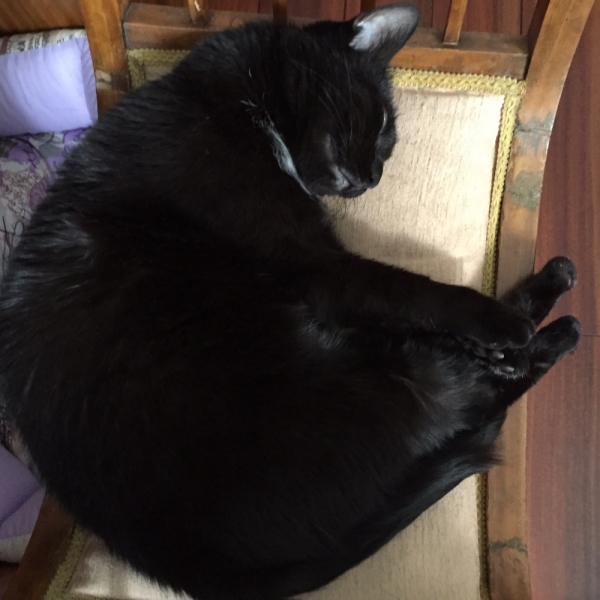 Поговорим о кошках35