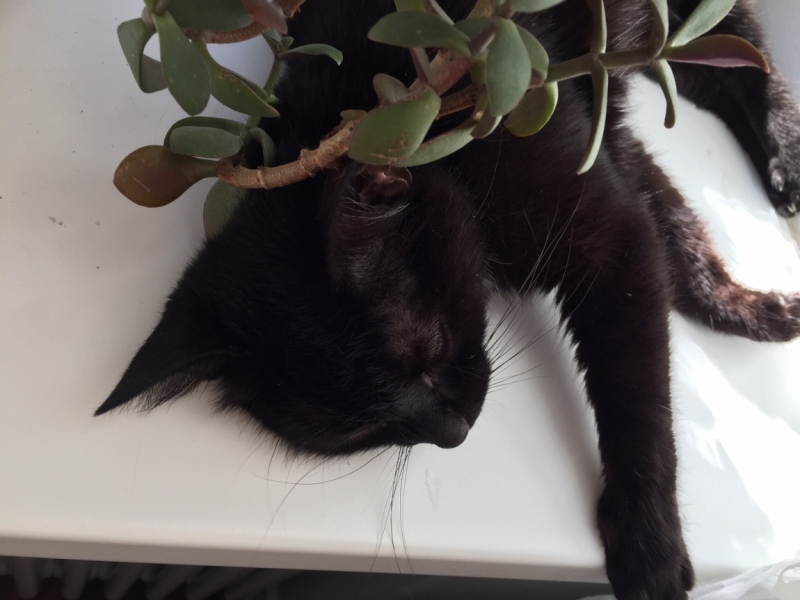 Поговорим о кошках35