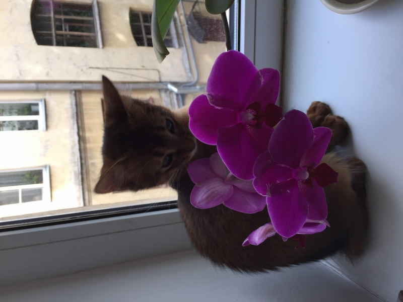 Поговорим о кошках35