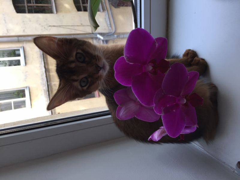 Поговорим о кошках35