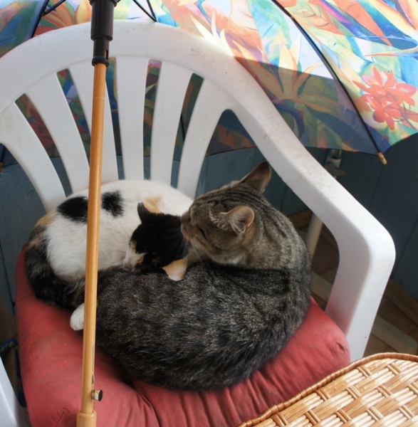 Поговорим о кошках35