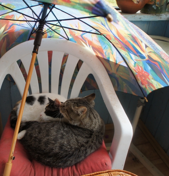 Поговорим о кошках35