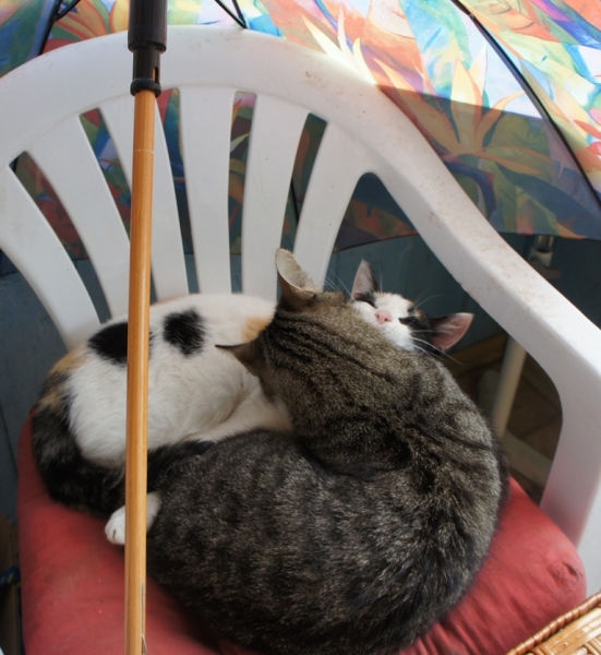 Поговорим о кошках35