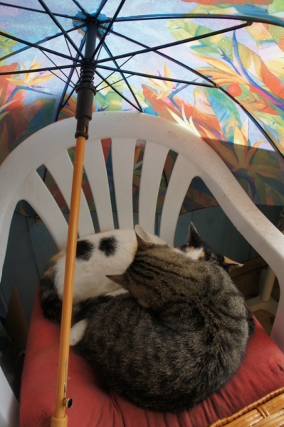 Поговорим о кошках35