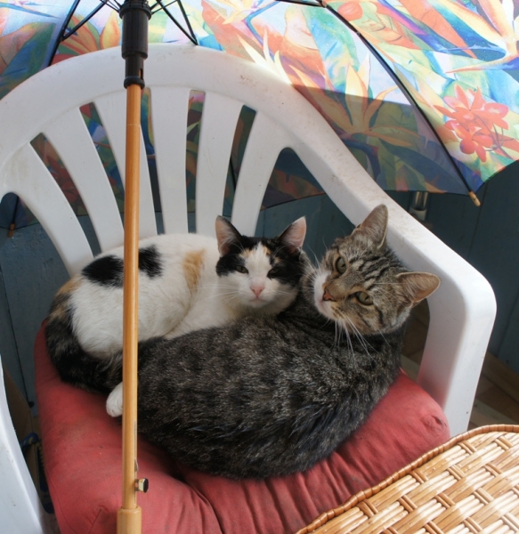 Поговорим о кошках35