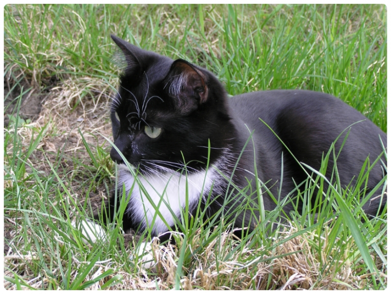 Поговорим о кошках35