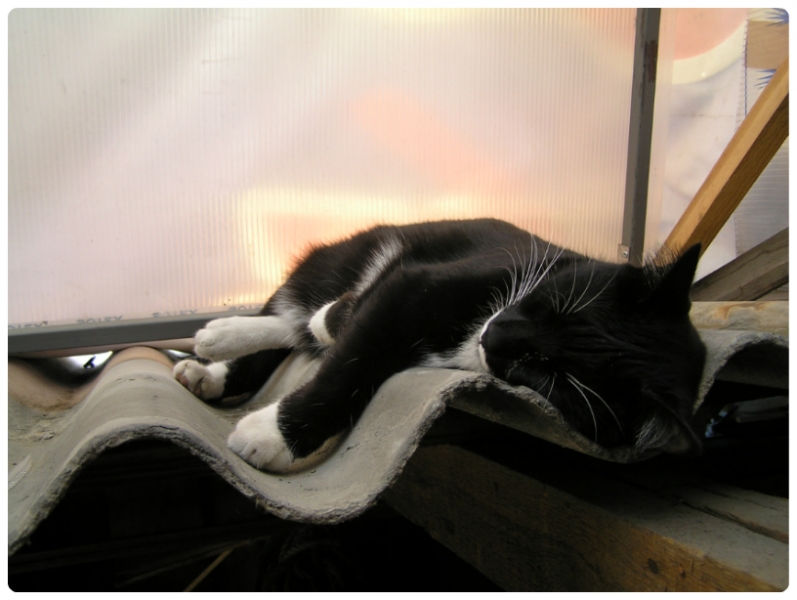 Поговорим о кошках35