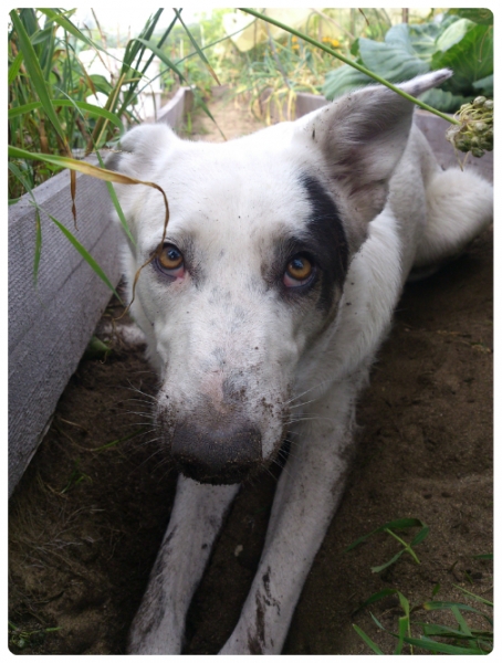 Поговорим о кошках35