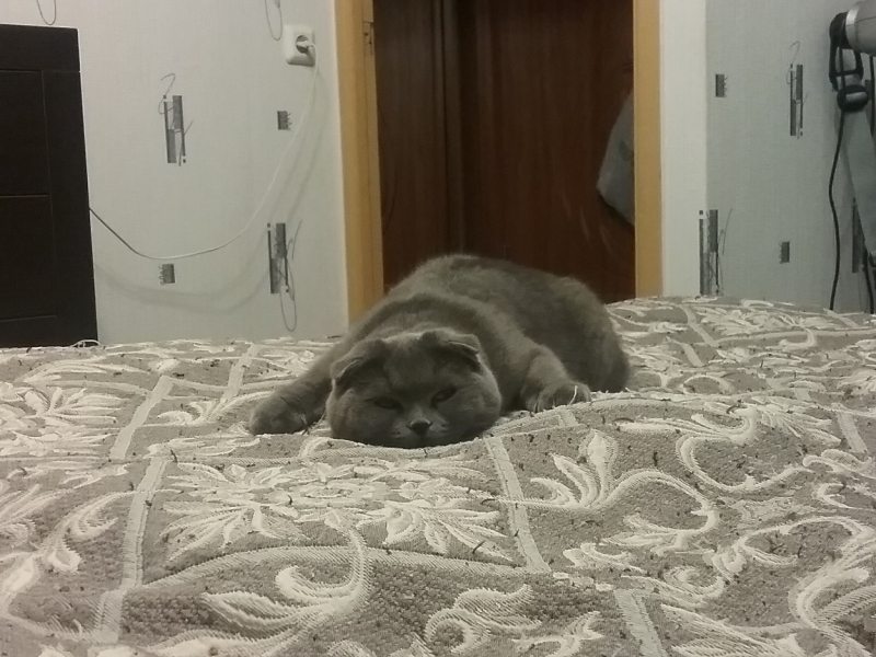 Поговорим о кошках35