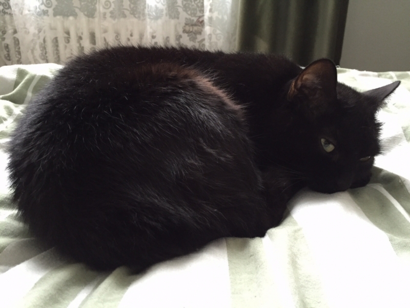 Поговорим о кошках35