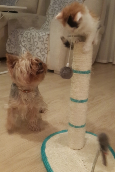 Поговорим о кошках35