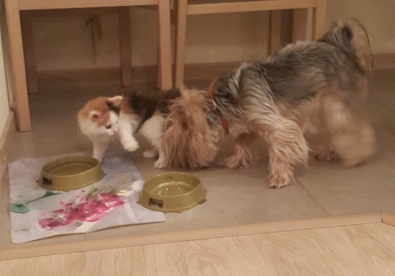 Поговорим о кошках35