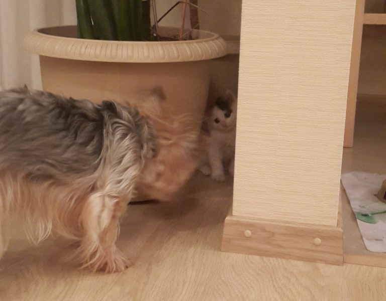 Поговорим о кошках35