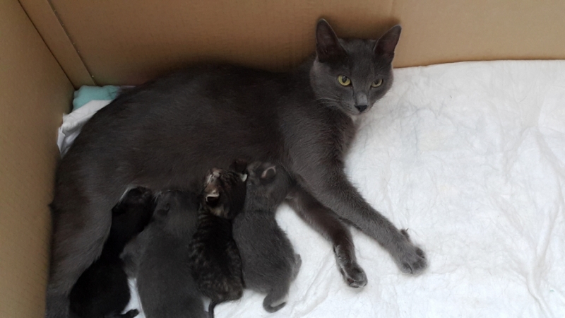 Поговорим о кошках35