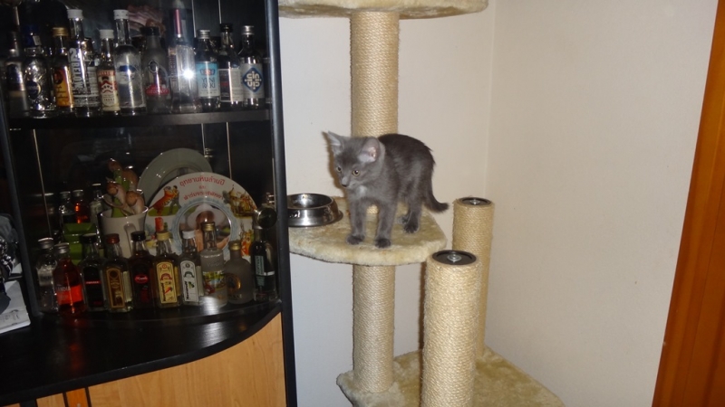 Поговорим о кошках35