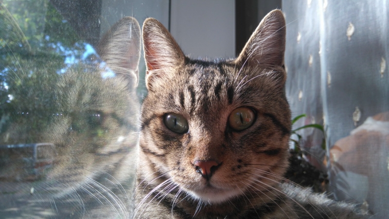 Поговорим о кошках35